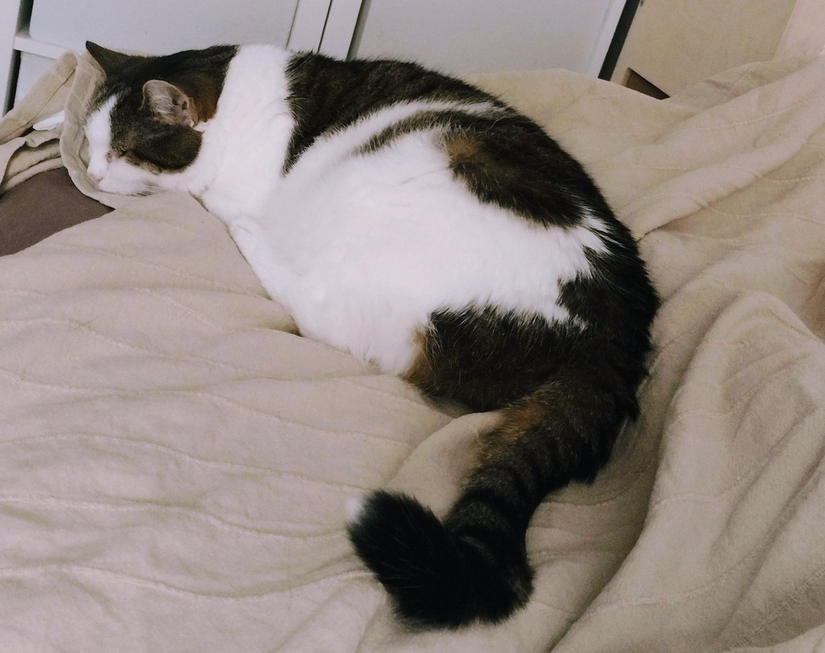 KittyLaBelle_'s tweet photo. Nappimg at möther's feets. Am evens toushimg her legg wiz mime butt. Am not verry coddly and whemever I touch möther in mime sleeps she fellz like she "won de lotterij". Dat iz howit shoud bee 😹😹. Followm me for moar tips om #howtocat #catwisdom https://t.co/SDl9clhu43