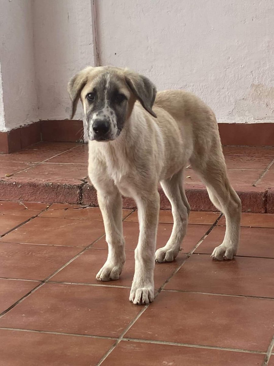 SilviaMylo's tweet photo. Tanta tristeza en los ojos de un cachorro, tanto dolor, cuando como si fuera un niño debería sonreír 😭 💔 
Sevilla 
675052775 (solo whatsapp) https://t.co/oO9Bq7KUQ0