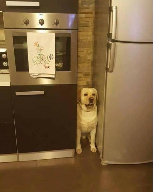 electrodogmestico