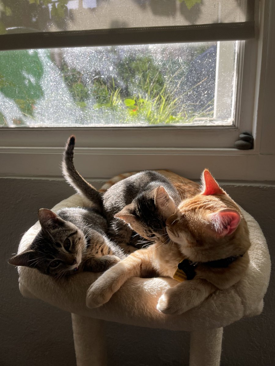 Florenciasabaoo's tweet photo. Another mention I’m in San Francisco! Encouraging meeting them so please don’t hesitate to reach out, they are very special babies! Keep sharing, so we can find them a forever home 💛 
Our sweet boy Captain has been a great foster dad https://t.co/9GpqEC9H1e