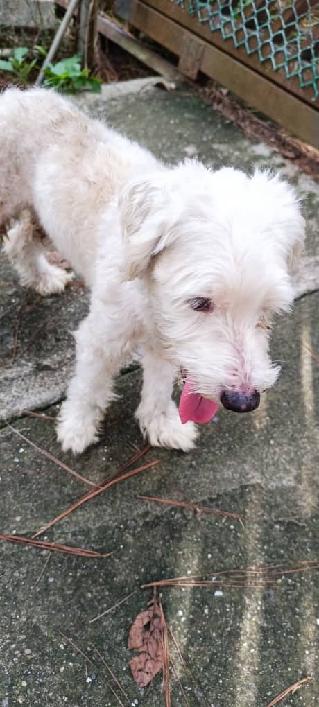 PerroUsuario's tweet photo. EXTRAVIADO RT @anakarinini: rescate a este perrito frente a la *Panadería  Girasol*El Hatillo*, iba a ser atropellado, está afeitado. Tal vez perdido. Por favor ayúdenme a difundir, está en resguardo. Teléfono 0414-0308555.Tiene collar, sin placa de identificación https://t.co/Ia5L5fJ3AW