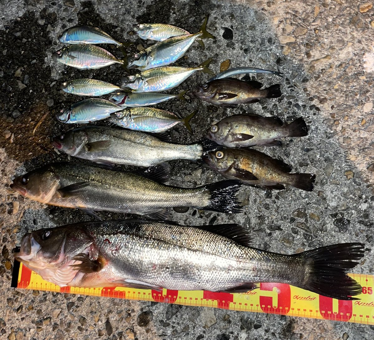 same0928's tweet image. 昨夜は良い釣りができたな😏
フローティングで釣るシーバスが最高すぎました😘