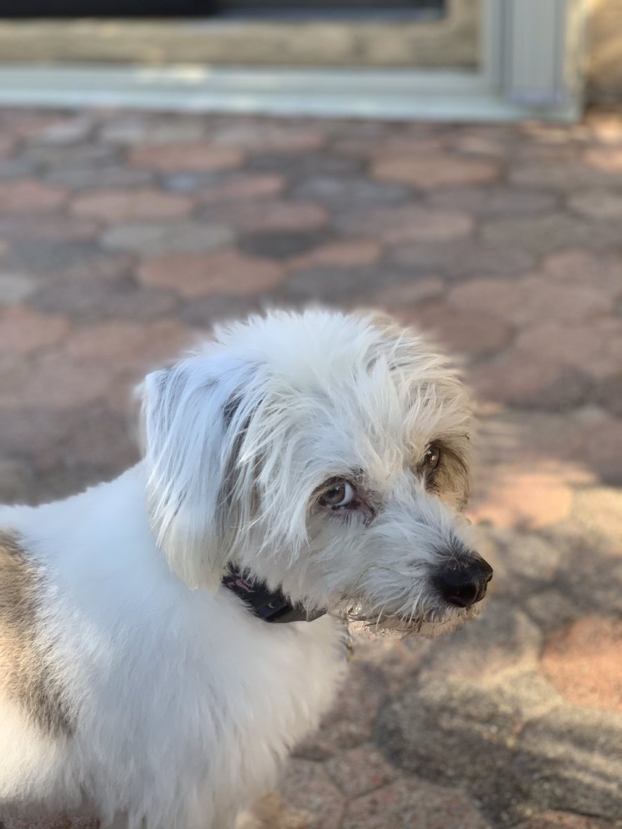 Susan Siniawsky tweet media