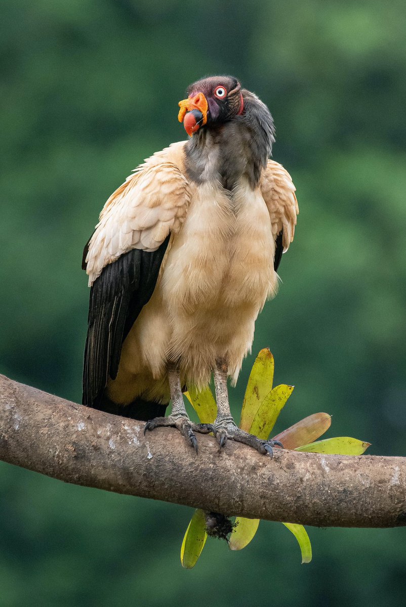 costa_rides's tweet photo. 📌 Fascinating Fact: King Vultures are able to digest rotten meat, they have a special stomach acid that can kill bacteria, which allows them to safely eat carcasses that other animals would avoid.
#TheKingVulture #CostaRica #CostaRicaWildlife #Nature #wildlife  #PuraVida https://t.co/crFPYMYpAu