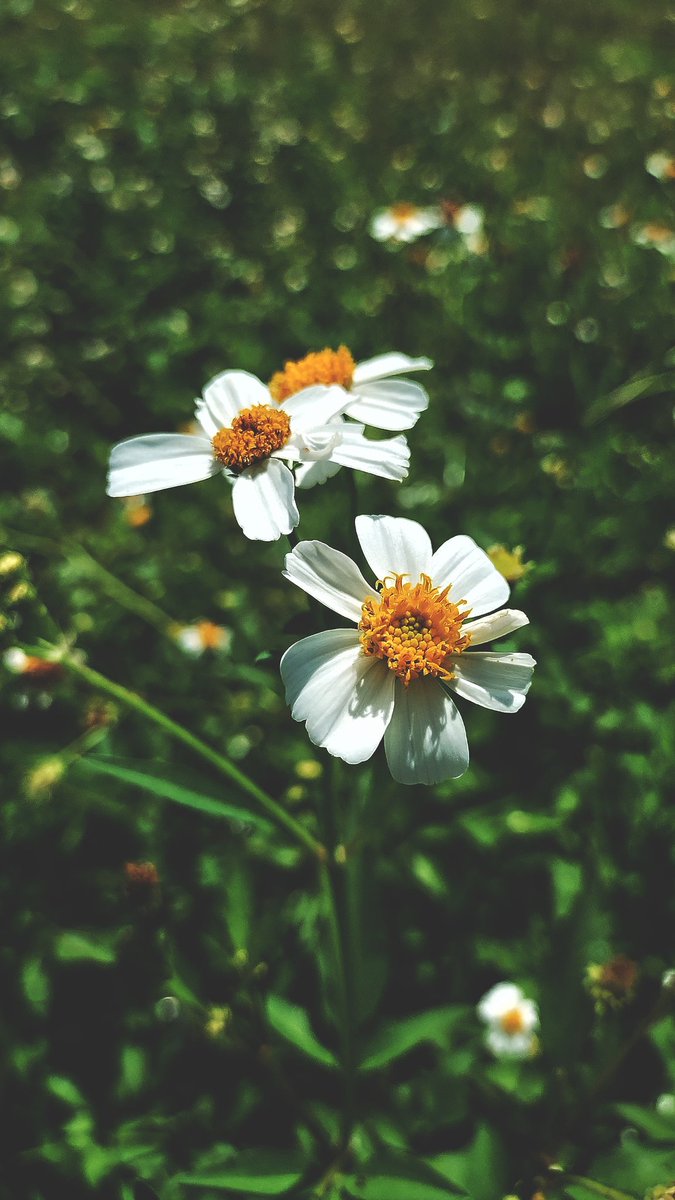 G_Vit0's tweet photo. Estoy empezando a hacerme fan a esta flor ..... https://t.co/e3E3TOi2B5