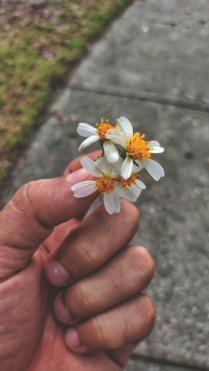 G_Vit0's tweet photo. Estoy empezando a hacerme fan a esta flor ..... https://t.co/e3E3TOi2B5