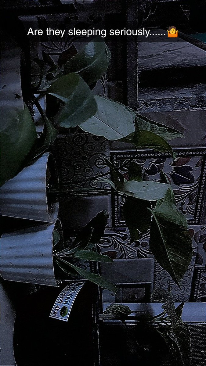 rudra_paliwal8's tweet image. Just a random picture from my house garden #Gaza #Isreal #Trending #LikeCrazy #GardenersWorld I just wanted some likes on it that&apos;s why I used these #