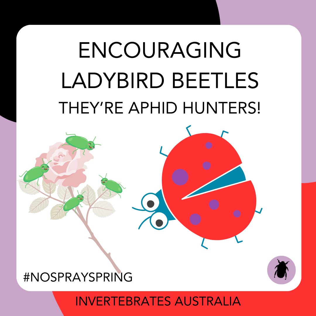 invertsau's tweet image. Not just a pretty face: ladybirds LOVE aphids. Keeping your roses spray-free means our favourite spotty beetles can have a feed! 
#NoSpraySpring