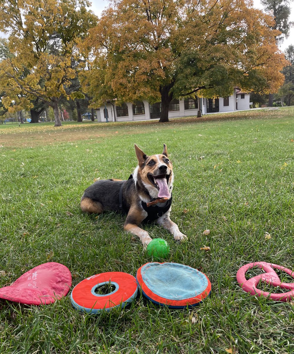 Day 24 “Food” Hooooowl Deploying My Arsenal Of Frisbee Plates For “Food!” This Solyder Gets Hungry. Hunting Zombies, Raa Raa Raa! 
🐶🥏😂👻🥏🐶 #PhotoChallenge2023October #ZSHQ #HappyTongueOutTuesday #dogsoftwitter #CatsOfTwitter #NationalFoodDay