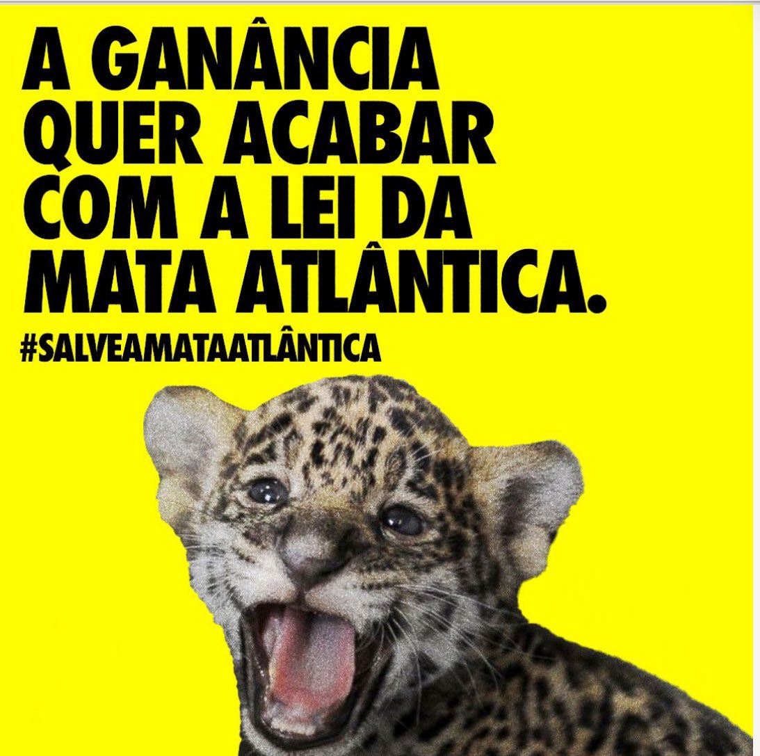 👉🏽🆘 *Nesta quinta (26/10), podem ser votados no Senado os vetos à Lei 14.595/2023, que desmonta a Lei da Mata Atlântica e abre brecha para mais desmatamento e impunidade ambiental no bioma mais devastado do país (restam cerca de 24% da sua área original). #SalveAMataAtlantica