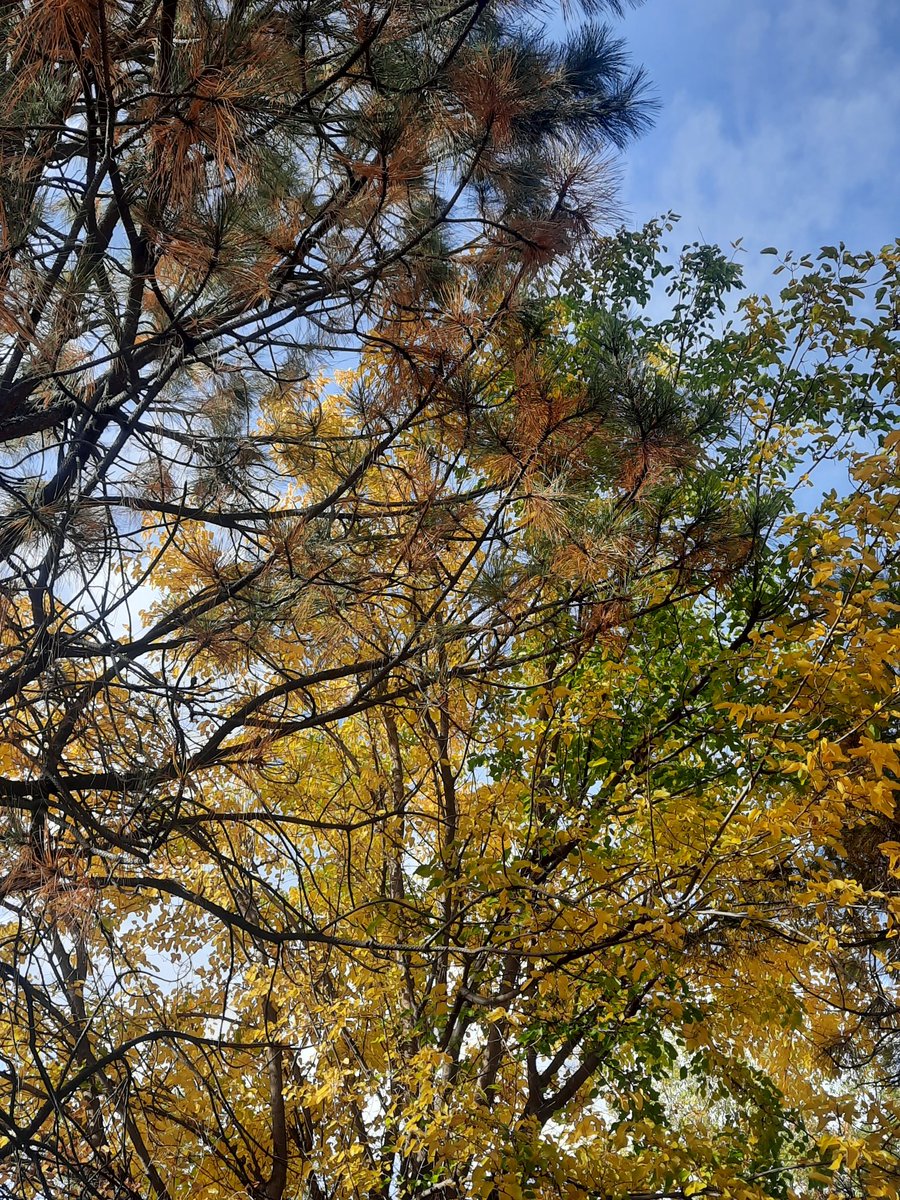 lovecaregivers3's tweet photo. No rain after all. But these colors! Maybe I can take the pups on a walk tomorrow. π #LoveCaregivers #CaregiverLife #Autumn #FallColors #ChangingTrees https://t.co/QK6RehV84c