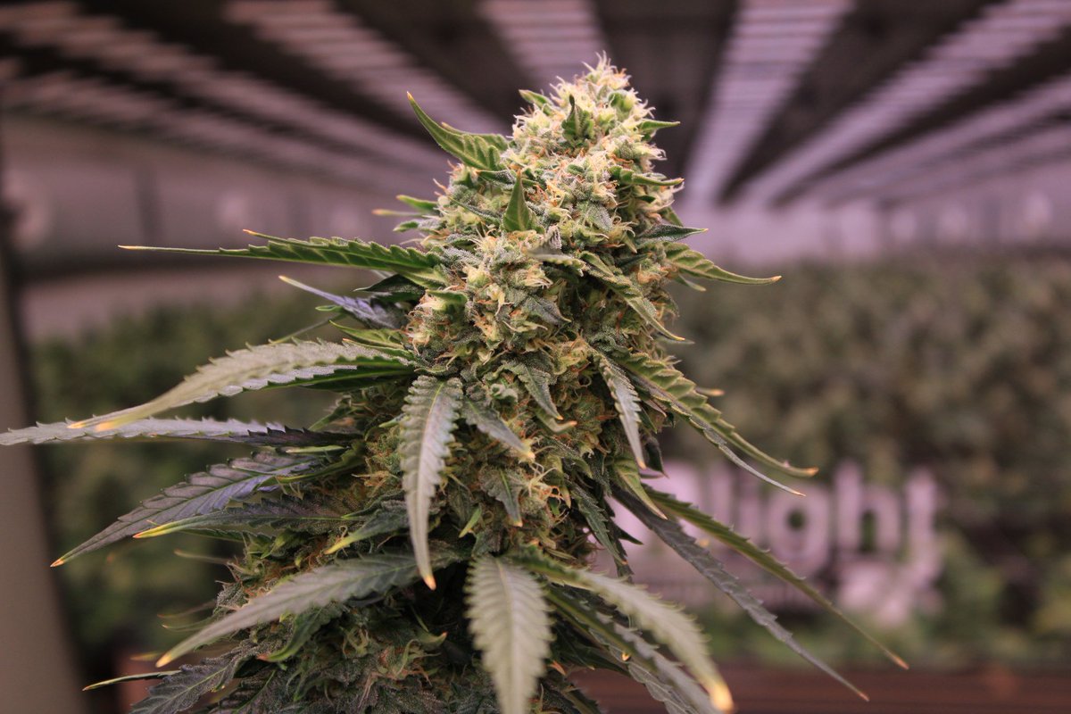 JohnnyBlazeGrow's tweet photo. Frozen Black Cherry Auto from Anesia Seeds at day 53 growing nicely under the EVO 5-150 from @SANlightLED that I'm testing out and she's being fed @cannaboomslbruj nutrients!

#SANlight #SANlightLED #SANgrown #SANlightEVO #SANlightEVOseries #cannaboomsl #anesiaseeds https://t.co/WRWo2IGag9