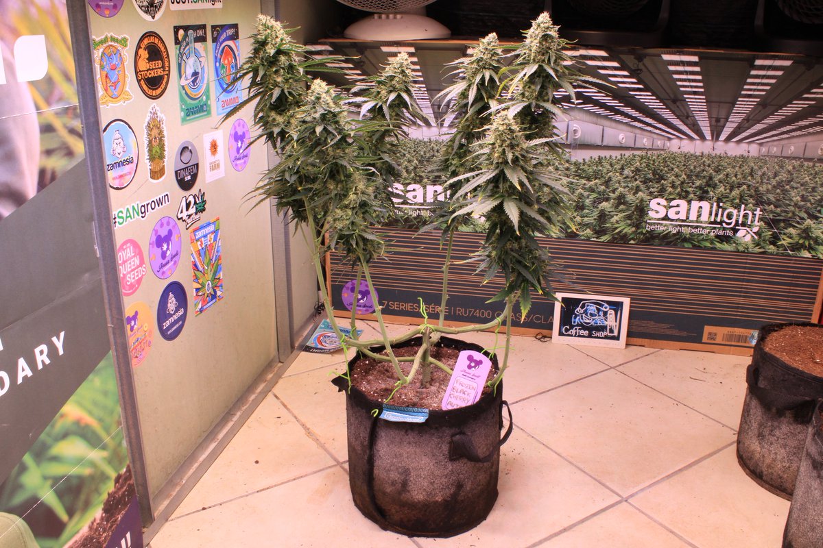 JohnnyBlazeGrow's tweet photo. Frozen Black Cherry Auto from Anesia Seeds at day 53 growing nicely under the EVO 5-150 from @SANlightLED that I'm testing out and she's being fed @cannaboomslbruj nutrients!

#SANlight #SANlightLED #SANgrown #SANlightEVO #SANlightEVOseries #cannaboomsl #anesiaseeds https://t.co/WRWo2IGag9
