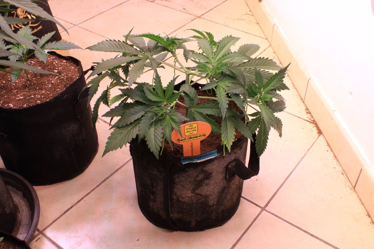 JohnnyBlazeGrow's tweet photo. Black Orchid Auto from Original Sensible Seeds at day 21 growing nicely under the EVO 5-150 from @SANlightLED that I'm testing out and she's being fed @cannaboomslbruj nutrients!

#SANlight #SANlightLED #SANgrown #SANlightEVO #SANlightEVOseries #cannaboomsl #originalsensibleseeds https://t.co/oJ1mS369Qh