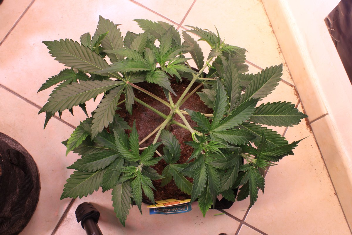 JohnnyBlazeGrow's tweet photo. Black Orchid Auto from Original Sensible Seeds at day 21 growing nicely under the EVO 5-150 from @SANlightLED that I'm testing out and she's being fed @cannaboomslbruj nutrients!

#SANlight #SANlightLED #SANgrown #SANlightEVO #SANlightEVOseries #cannaboomsl #originalsensibleseeds https://t.co/oJ1mS369Qh