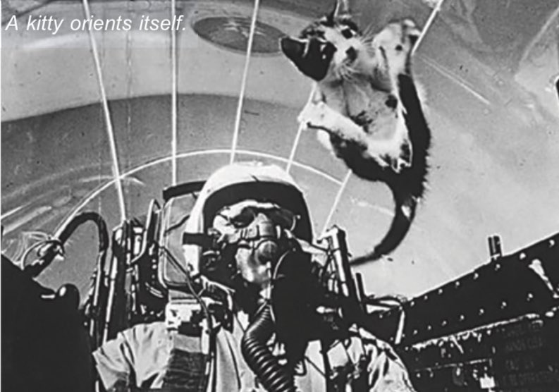 Potential History tweet media