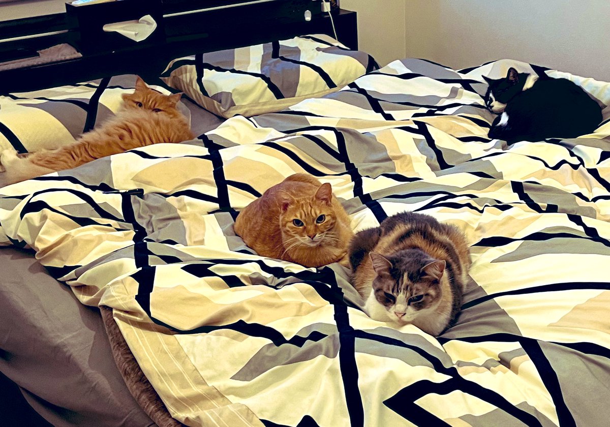 rainbowsorayasu's tweet photo. 🛏️ベッドルームが
猫に占拠されている… https://t.co/mJWi17onld