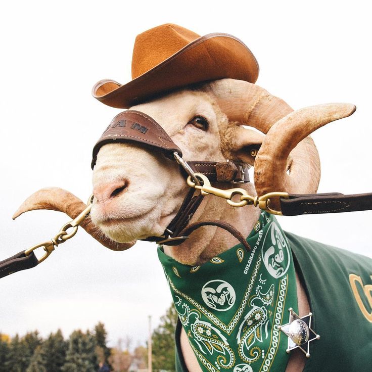 Wishing everyone a rootin’ tootin’ Halloween 🤠🦇🎃