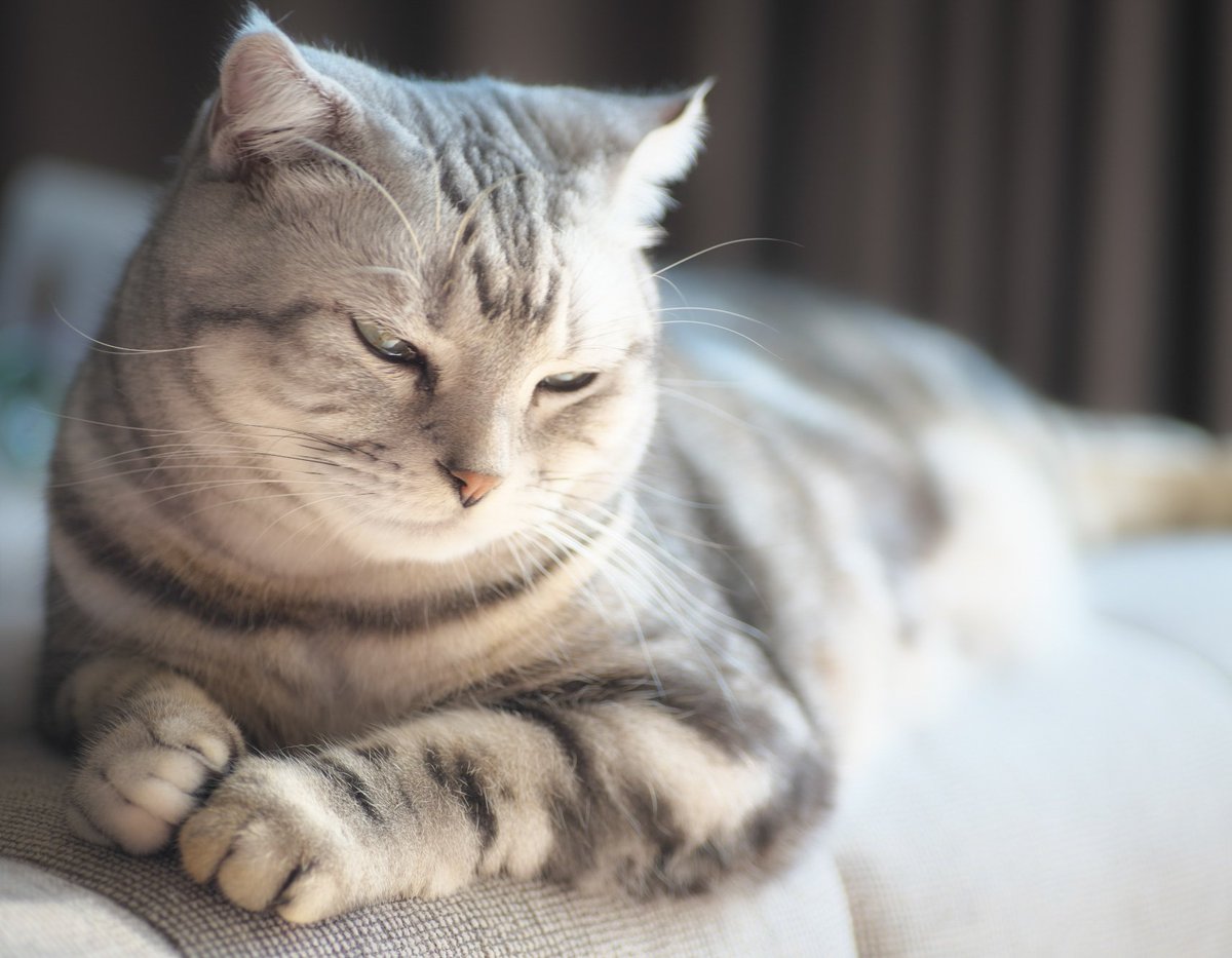 暖かい日差しの中微睡んでおるんじゃ! #猫のいる暮らし #猫がいる幸せ #猫好きさんと繫がりたい #スコティッシュフォールド #ルーチェ