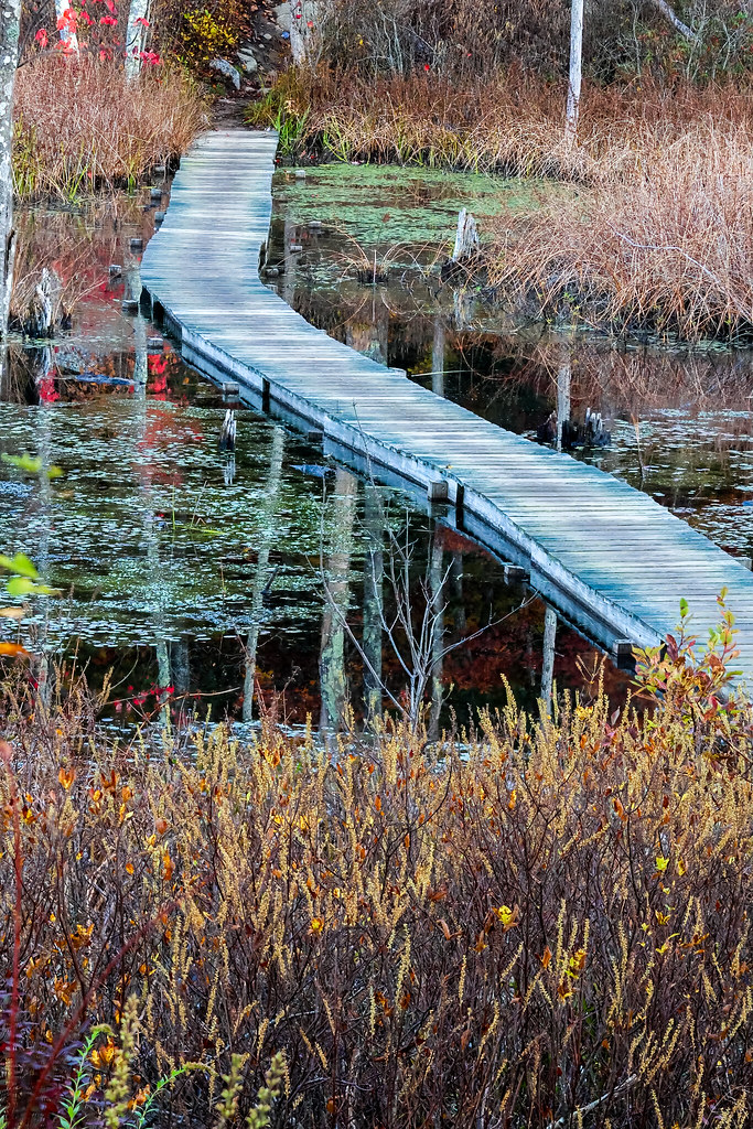 Cape Ann Photos:  Red maple swamp trail boardwalk dlvr.it/SxvQSn