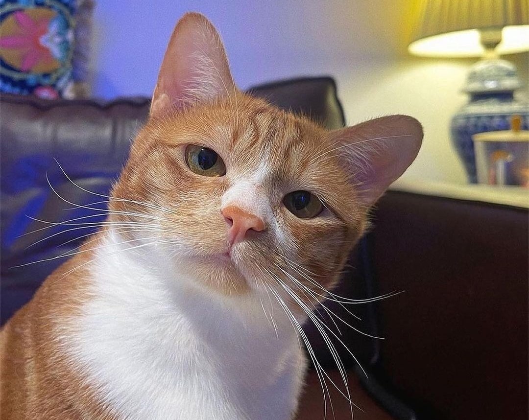 Nsdimeetu's tweet image. Avilés ha tardado unos 5 mint en contarle a Javi que ha dido Naomi quien se lo ha contado, se le ha olvidado el detalle de que tamb lo ha contado Susana y Marta. Que cosas no? #GHVIP24O #GHVIP25O