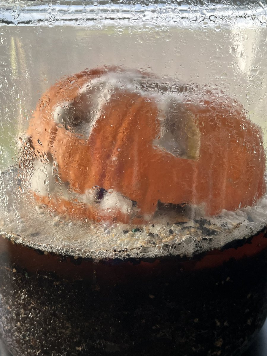 BristolLMC's tweet photo. We are trying to recreate the life cycle of Will Hubbell’s story about Pumpkin Jack. We started October 13. Eleven days later… https://t.co/ZOUtZpv6fe