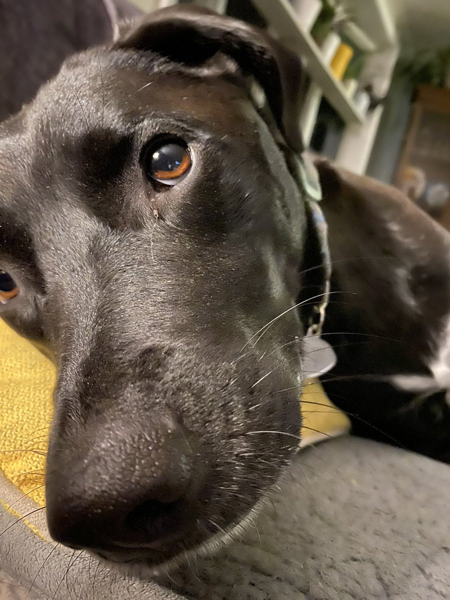 jose_whosoever's tweet photo. How am I supposed to leave for work with this cuteness wanting me to stay home? 🐶🐾❤️🥰 lol #Nocturnal #alwaystired #bluecollarman #lovemypup https://t.co/DvLfelwVYj