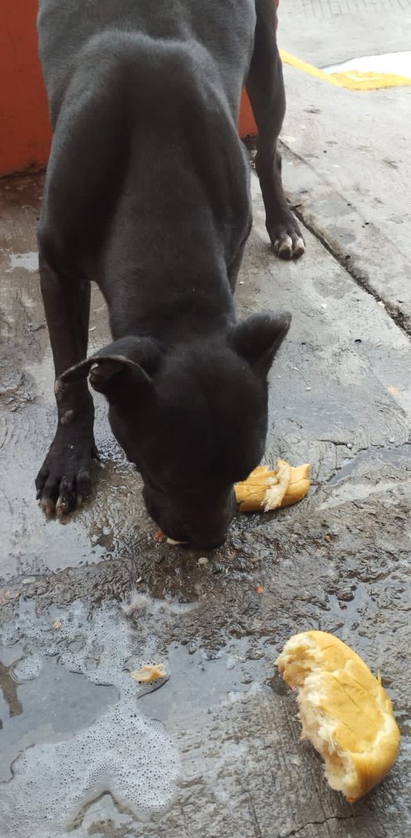 𝙷𝚎𝚕𝚊 𝙼𝚘𝚛𝚎 🐶 tweet media