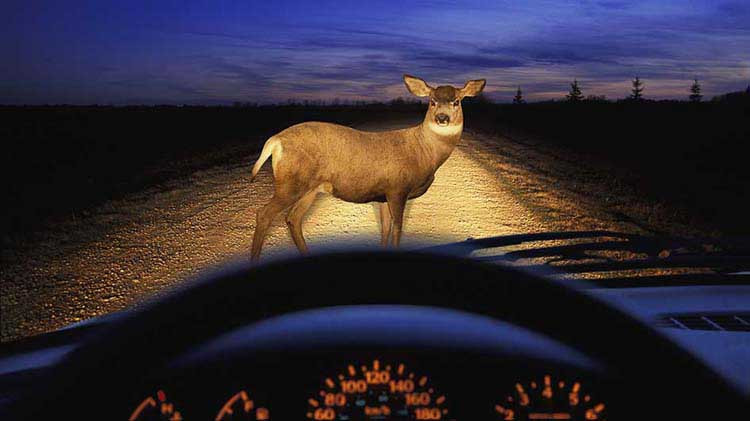 We're approaching peak season for animal-vehicle collisions. Take a few minutes to review these top safety tips from <a href="/StateFarm/">State Farm</a>. st8.fm/4063O6n