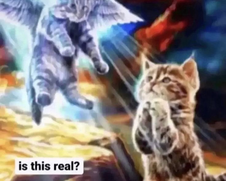 notherequartz's tweet photo. @FlorissaurusArt OMG YES SKIDDAD FIT LESS GO💥💥
also give us a photo of a cat on the bg plz https://t.co/F4n0MC4bWM