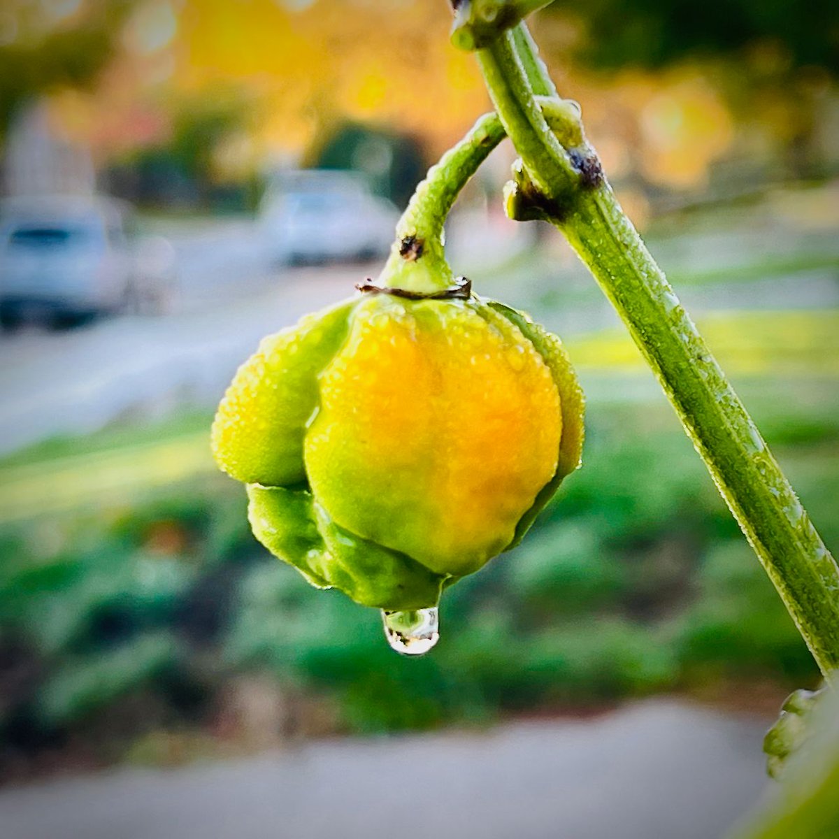 7 Pot Club tweet media