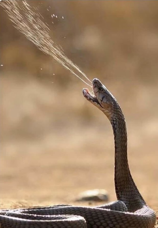 nosoytubratz's tweet photo. javi dando su humilde opinión #GHVIP23O https://t.co/y1hDiJuv5L