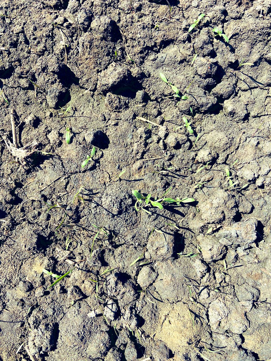 Drill sown #rice, 6 DAS. Seeing germination of rice and emergence of weeds. 3 way mix application pending grown traffic ability. <a href="/SeftonAg/">Sefton Agronomics</a> <a href="/RiceExtension/">Rice Extension</a>