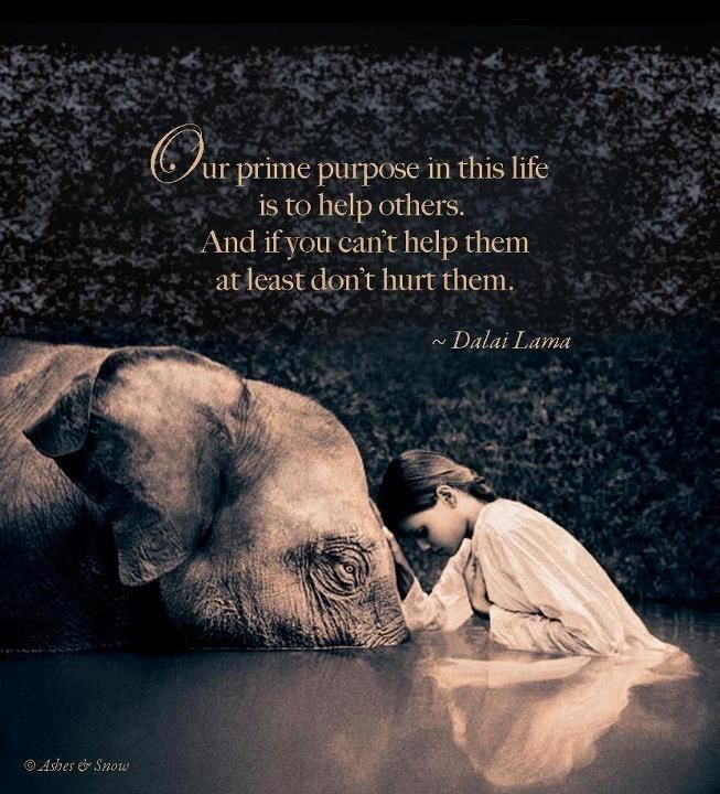 ramblingsloa's tweet photo. Our prime purpose in this life is to help others 
And if you can’t help them at least don’t hurt them.

Dalai Lama https://t.co/AX2TZr6tMn