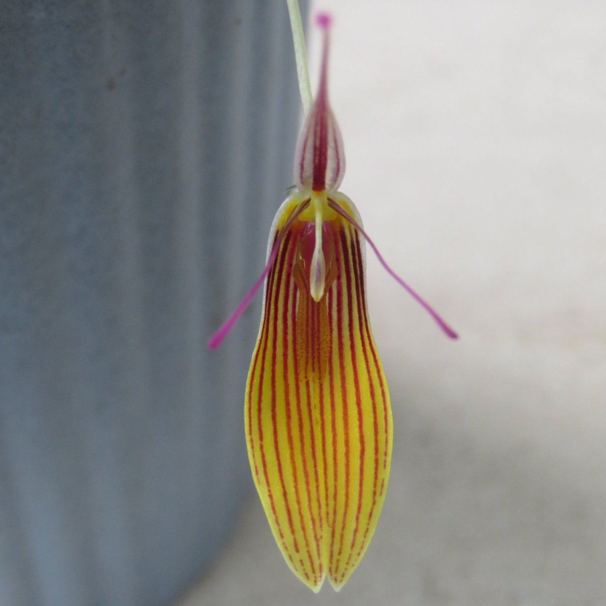 Khaph's tweet photo. Restrepia falkenbergii is flowering again. #orchids #restrepia #HouseplantHour #houseplants https://t.co/KR6T4CPnEc