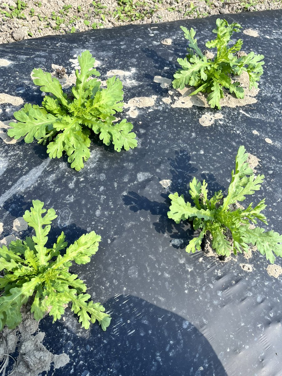 春菊〜🌿
もうちょいかな〜☺️