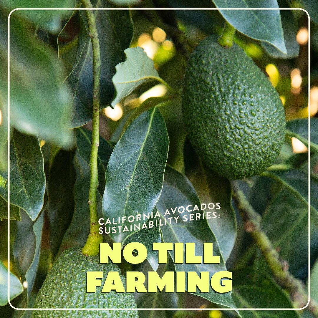 California Avocados tweet media