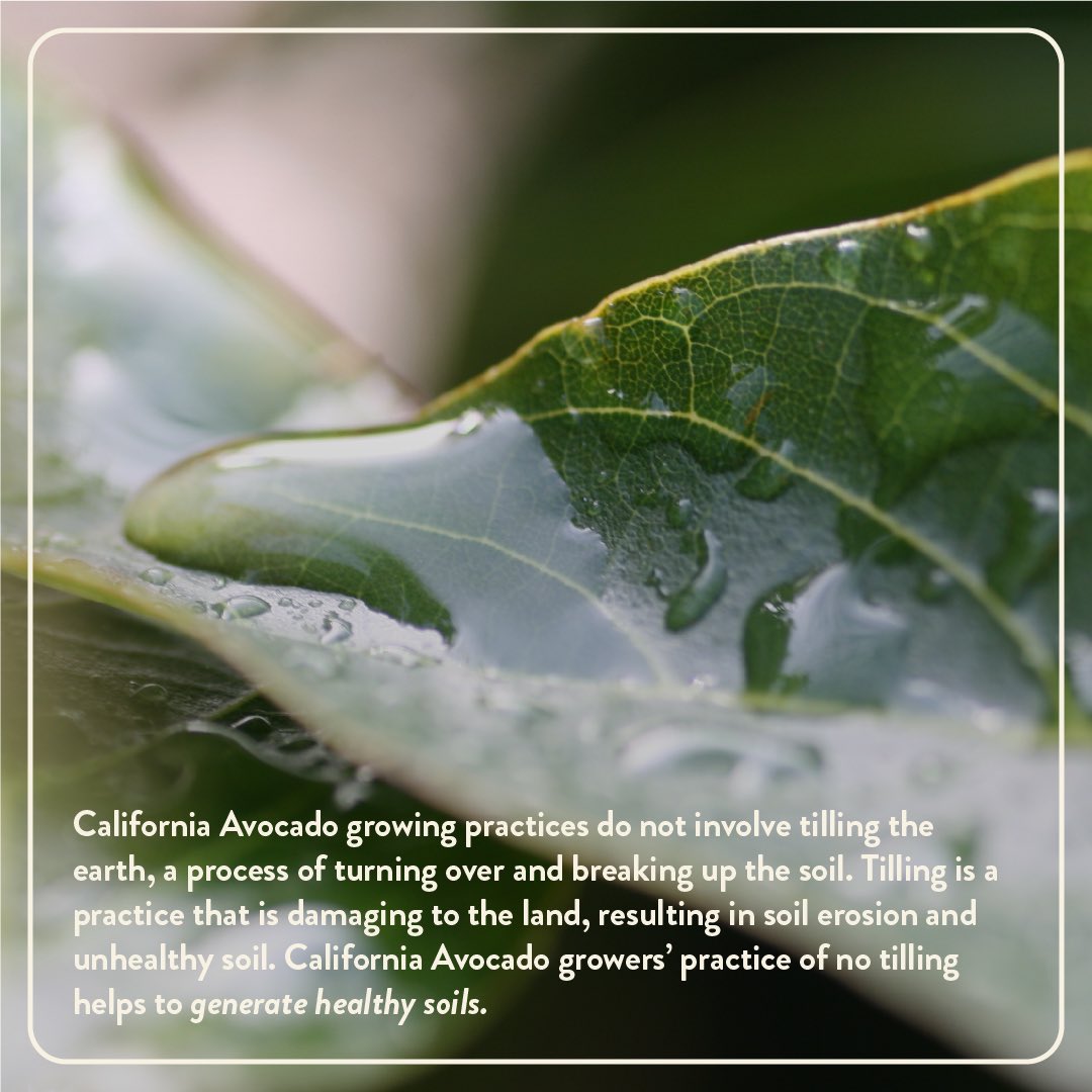 California Avocados tweet media