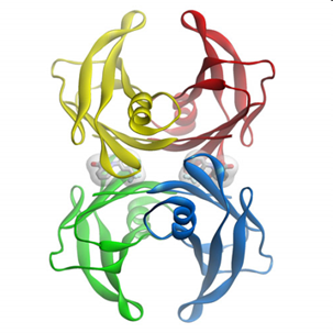 cardiomet_CE's tweet photo. 6b) Importantly, it circulates mainly as four units bound together (a ‘tetramer’), in steady state with a small number of monomers. #Thyroxine binding to TTR stabilizes the tetrameric form. https://t.co/0G75Z5Ctey