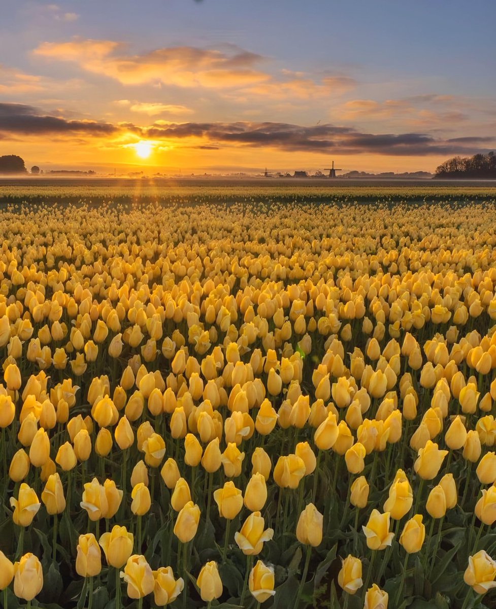 Exulansista's tweet image. yellow tulip field