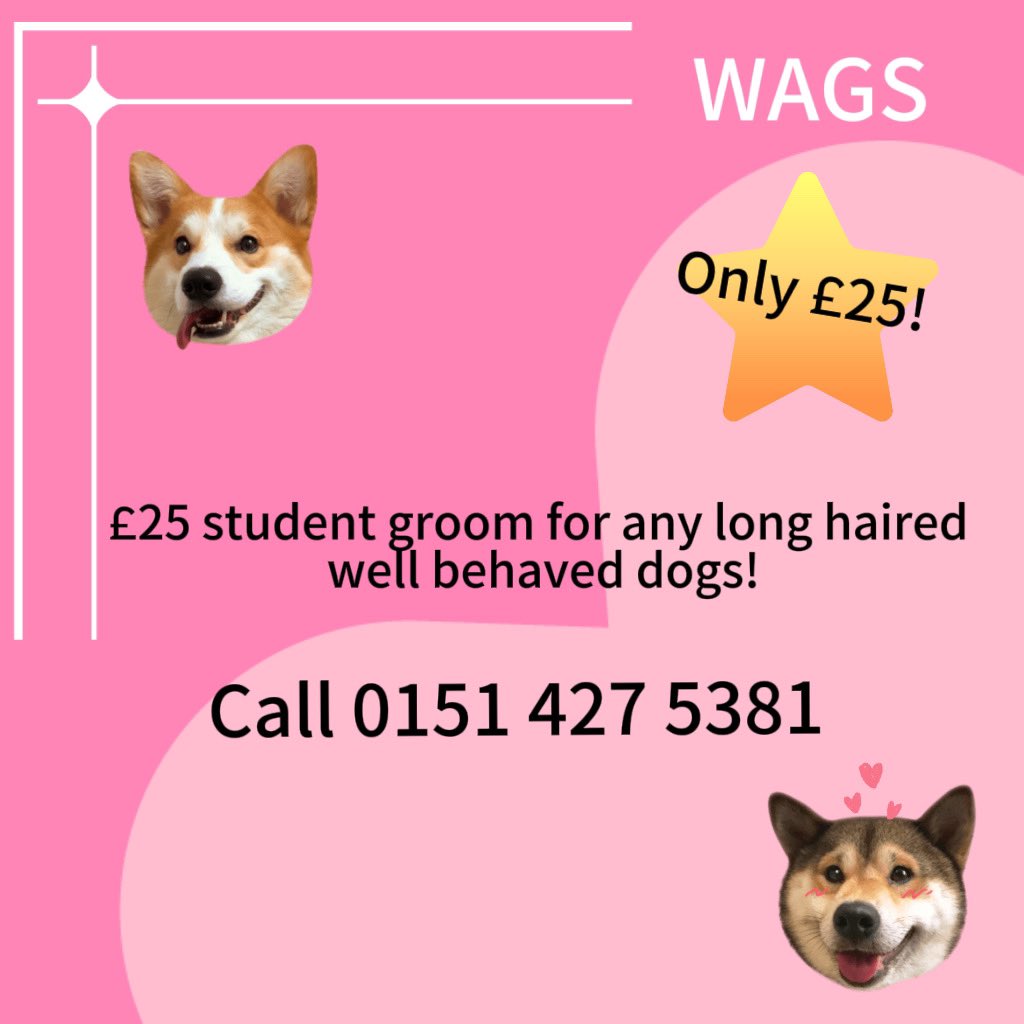 WAGSLIVERPOOL's tweet photo. #students #doggrooming #doggroomers #doggroomersliverpool #scousedogs #dogsoftwitter #wags #garston #liverpooldogs #dogstyle https://t.co/DoflEXKJuX