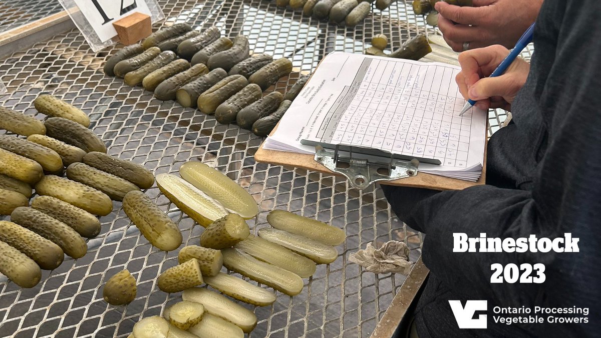 ONProcessingVeg's tweet image. Quite the cukes! OPVG joined about 20 industry partners today for Brinestock at Ontario Crops Research Centre Simcoe to evaluate 94 #ontario #cucumber varieties for shape, colour, overall quality and more. 
#ONProcessingVeg #OntAg #agresearch @UofGResearch