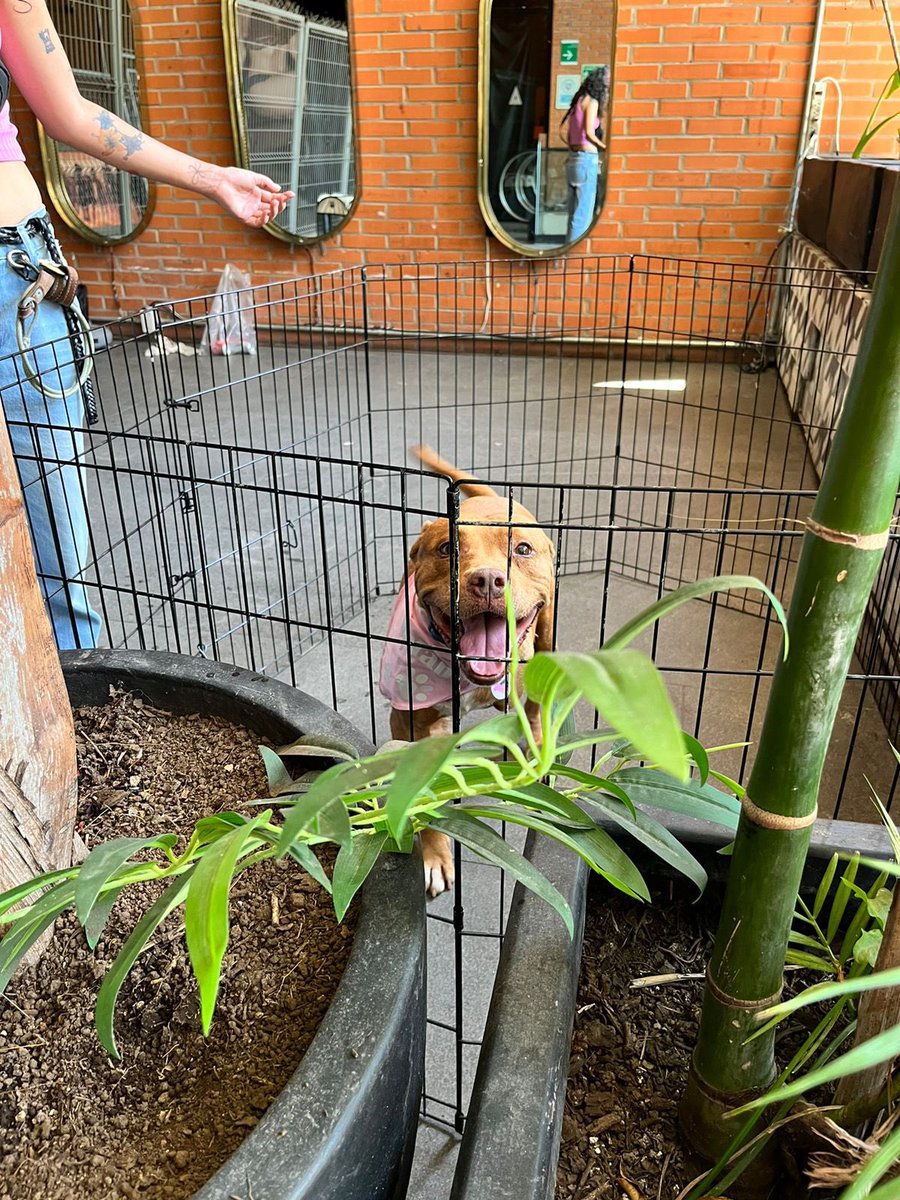 KNavares's tweet photo. WuolAaaa, les presento a Alan es un perrito que también está buscando casita, es muy muy lindo y le echa muchas ganas a pesar de que le falte una patita, ayúdenme con un rt para que consiga un hogar bonito ☺️ https://t.co/MVFUTHCoAK