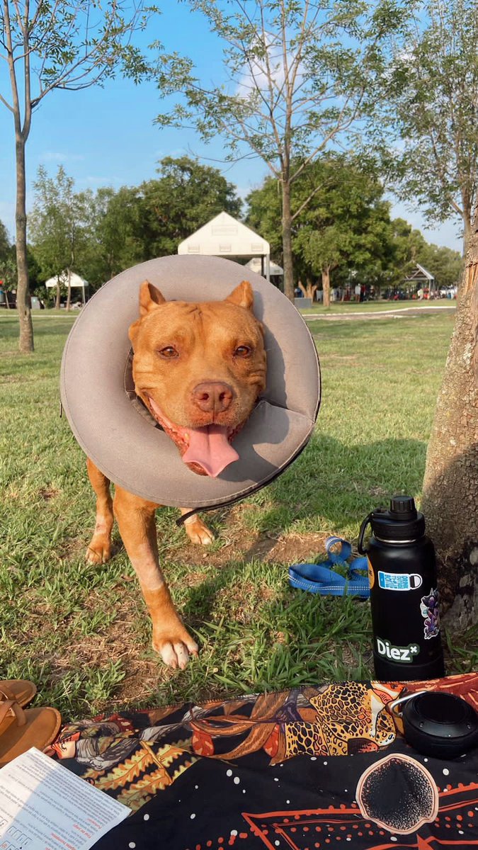KNavares's tweet photo. WuolAaaa, les presento a Alan es un perrito que también está buscando casita, es muy muy lindo y le echa muchas ganas a pesar de que le falte una patita, ayúdenme con un rt para que consiga un hogar bonito ☺️ https://t.co/MVFUTHCoAK