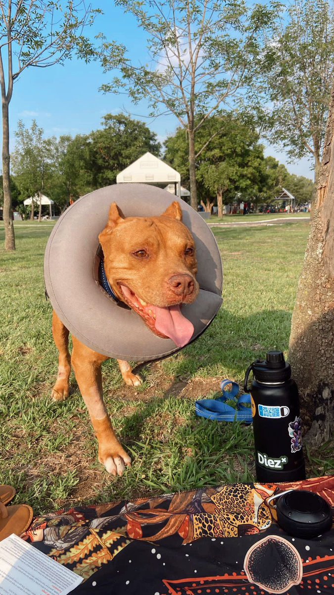 KNavares's tweet photo. WuolAaaa, les presento a Alan es un perrito que también está buscando casita, es muy muy lindo y le echa muchas ganas a pesar de que le falte una patita, ayúdenme con un rt para que consiga un hogar bonito ☺️ https://t.co/MVFUTHCoAK