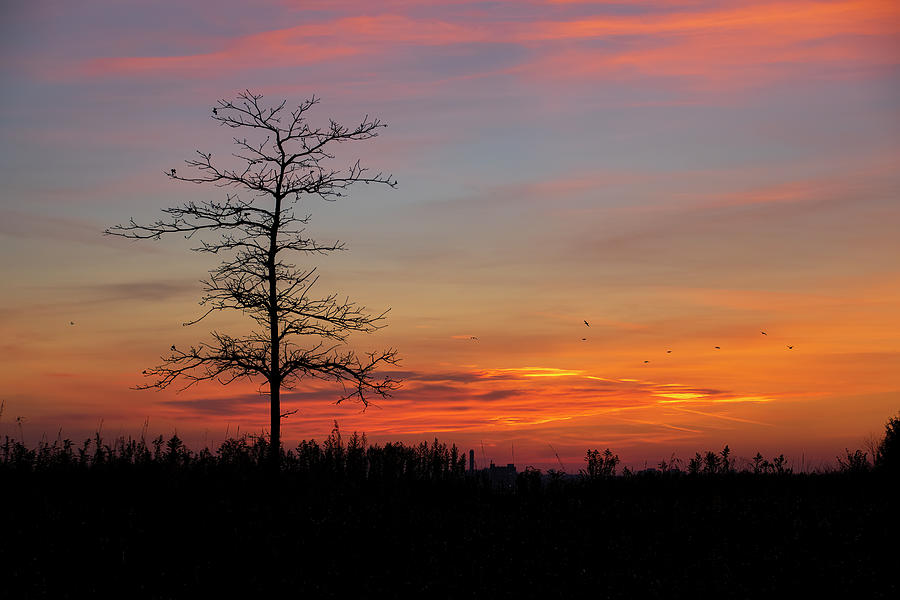 jrtwynam's tweet photo. A single bare #Autumn tree stands alone in a field, silhouetted against a beautiful blue, yellow, orange, and magenta sunset sky at #SamSmithPark in #Toronto (#Etobicoke), #Ontario.
#BuyIntoArt #FallForArt #Nature #NaturePhotography #DiscoverON
https://t.co/Ko8hucfi6G https://t.co/QacK6GvLpj
