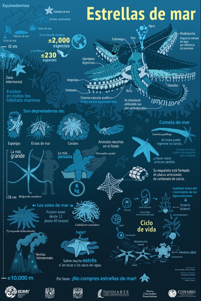 ⭐️Estrellas de mar ⭐️ Son criaturas fascinantes que habitan en los océanos de todo el mundo. Se caracterizan por su forma estrellada, con cinco brazos o más. Estos brazos están cubiertos de pequeñas estructuras tubulares llamadas 'pies ambulacrales'.bioteca.biodiversidad.gob.mx/janium-bin/jan…