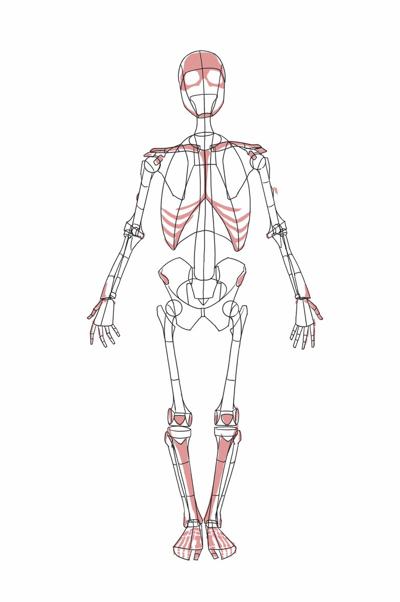 「」|伊豆の美術解剖学者のイラスト