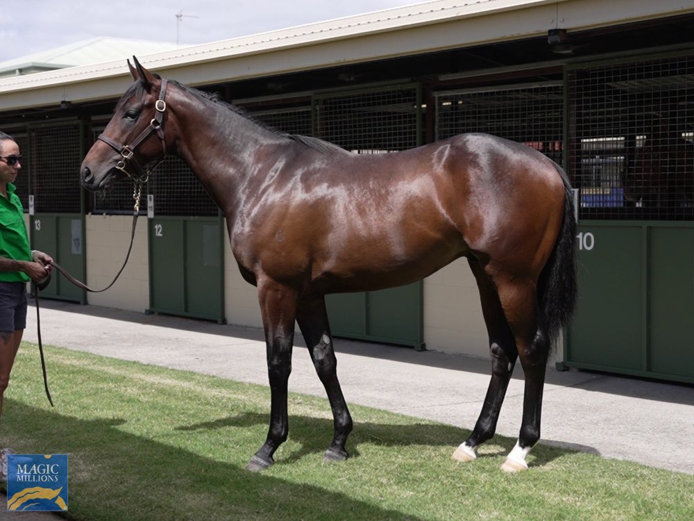 TMA Racing has Ownership opportunities in this speedy “Magna Grecia x Sucker Punch” Colt Get in touch quick as Limited ownership opportunities are available contact Trevor on 0418947987 or email us trevor@tmaracing.com.au catalogue.magicmillions.com.au/lot/23GRT/126 magicmillions.com.au/uploads/23GRT_…