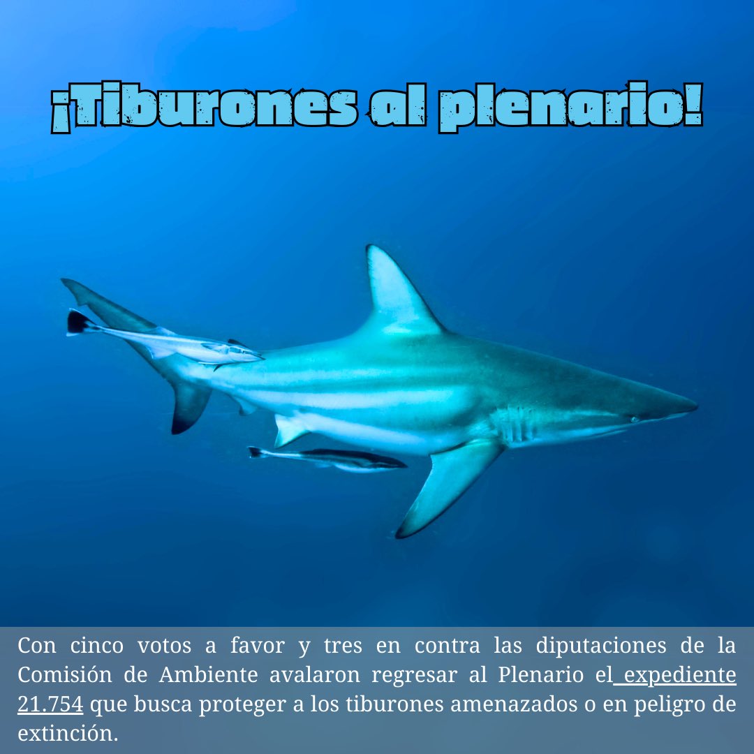 Las diputaciones de la Comisión de Ambiente avalaron regresar al Plenario el expediente 21.754 que busca proteger a los tiburones amenazados o en peligro de extinción. 

#asamblea #tiburones #CostaRica